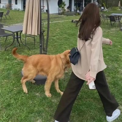 小谢尔顿第二季